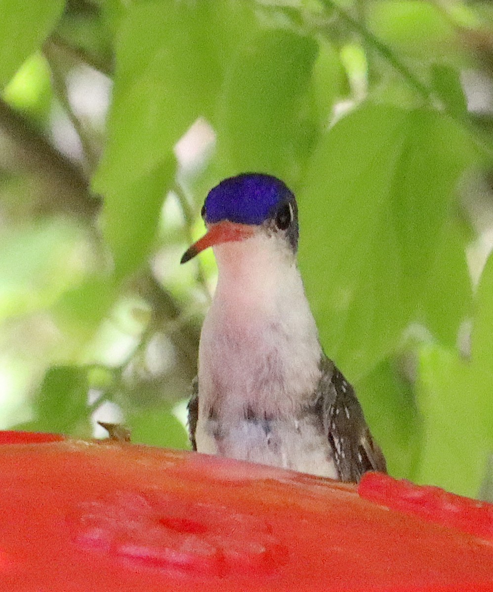 Violet-crowned Hummingbird - Greg Prelich