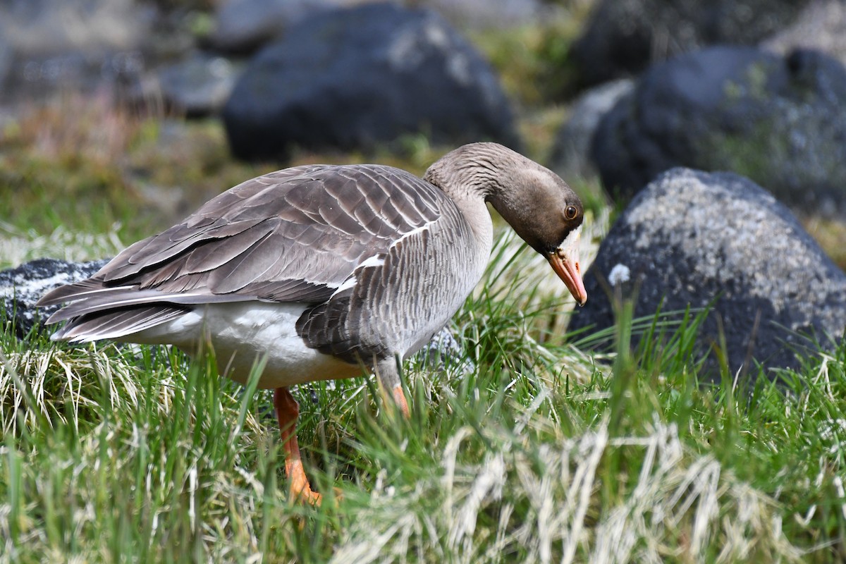 Greater White-fronted Goose - ML618845084