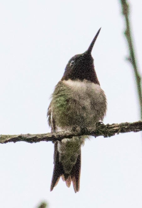 Ruby-throated Hummingbird - ML618845134
