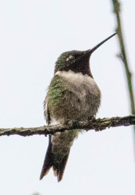Ruby-throated Hummingbird - Elle McGee