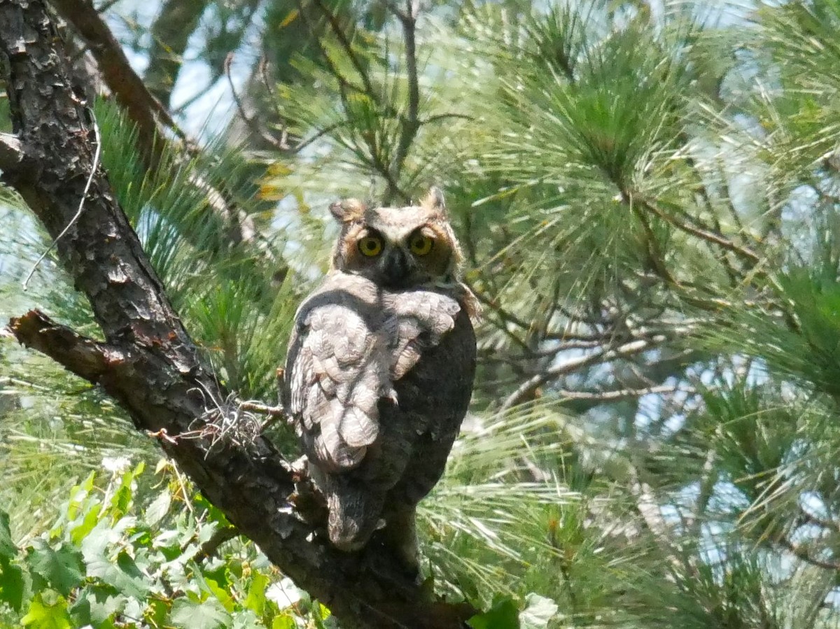 Great Horned Owl - Jake Streets
