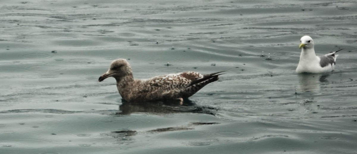 Iceland Gull (Thayer's) - ML618845165