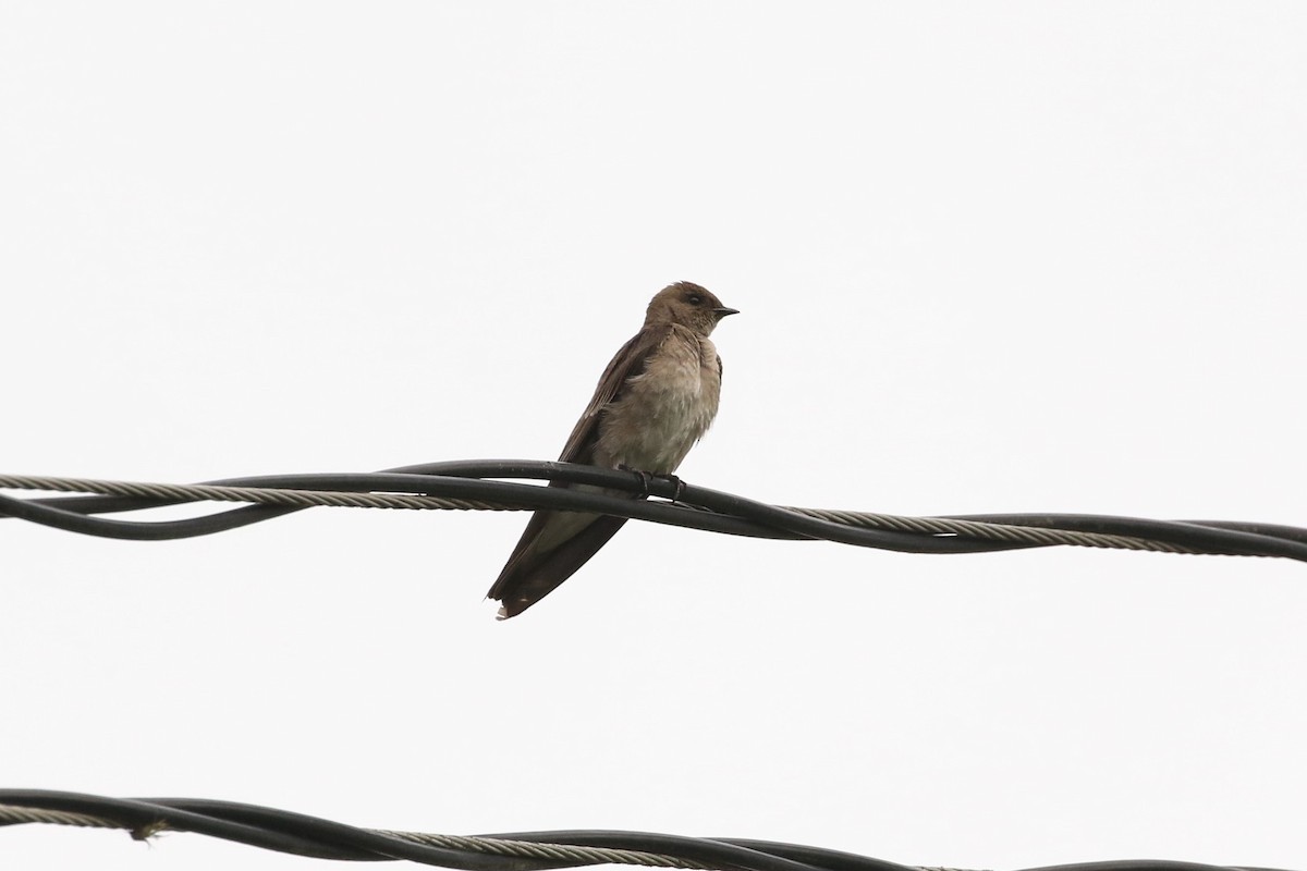 Northern Rough-winged Swallow - ML618845172