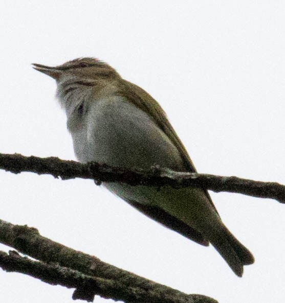 Red-eyed Vireo - Elle McGee
