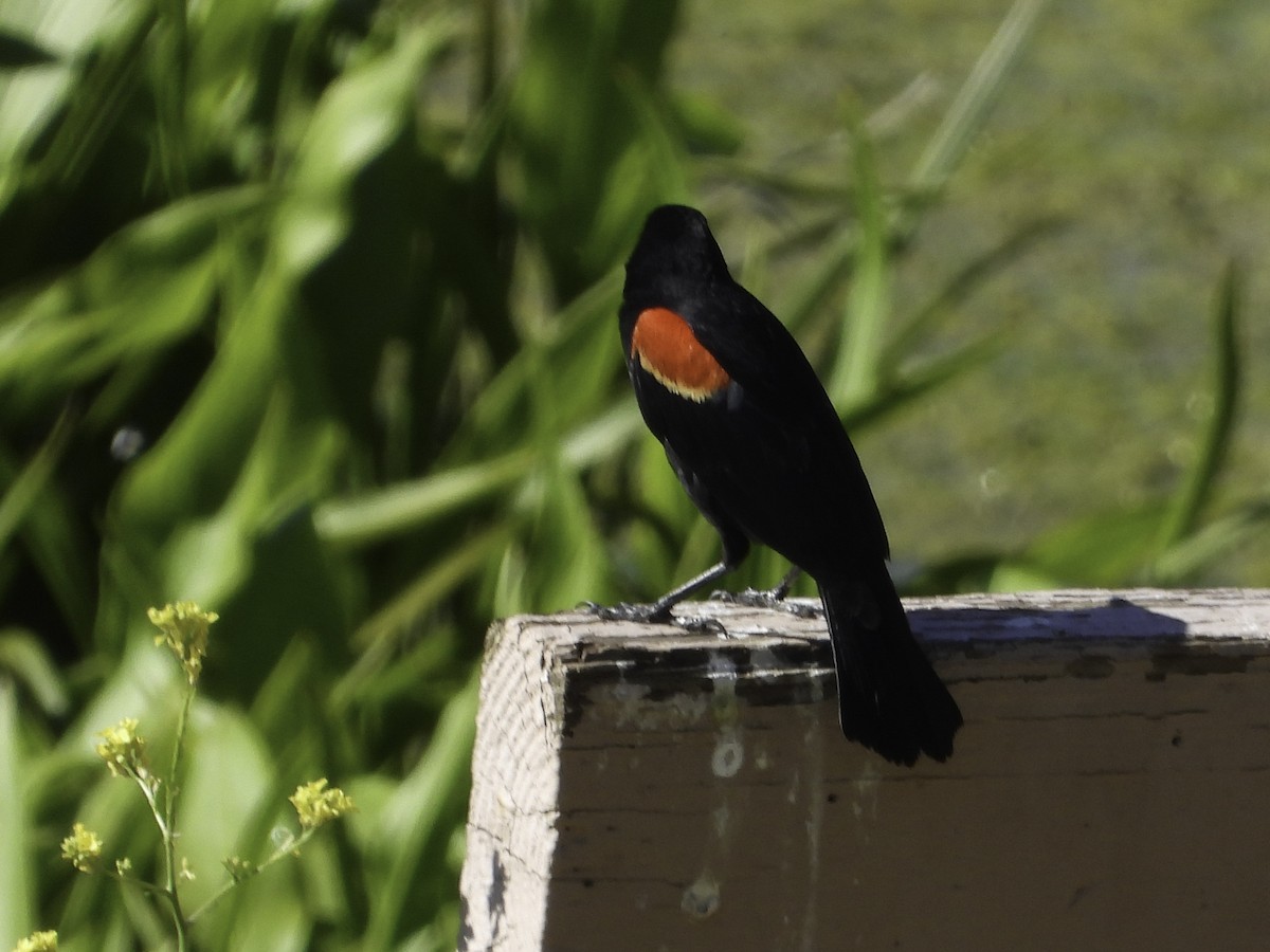Red-winged Blackbird - Cynthia Howland-Hodson