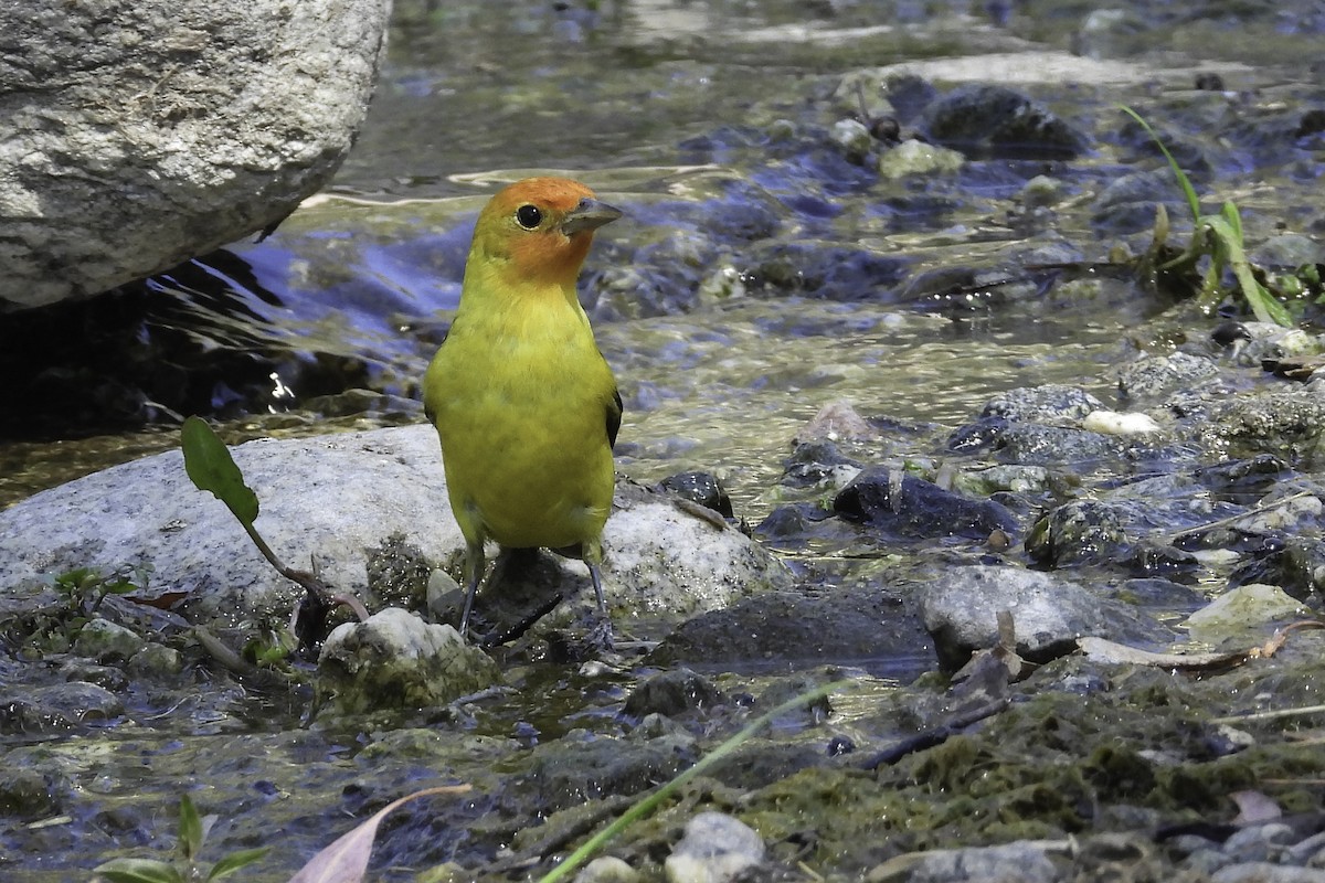 Western Tanager - ML618845269