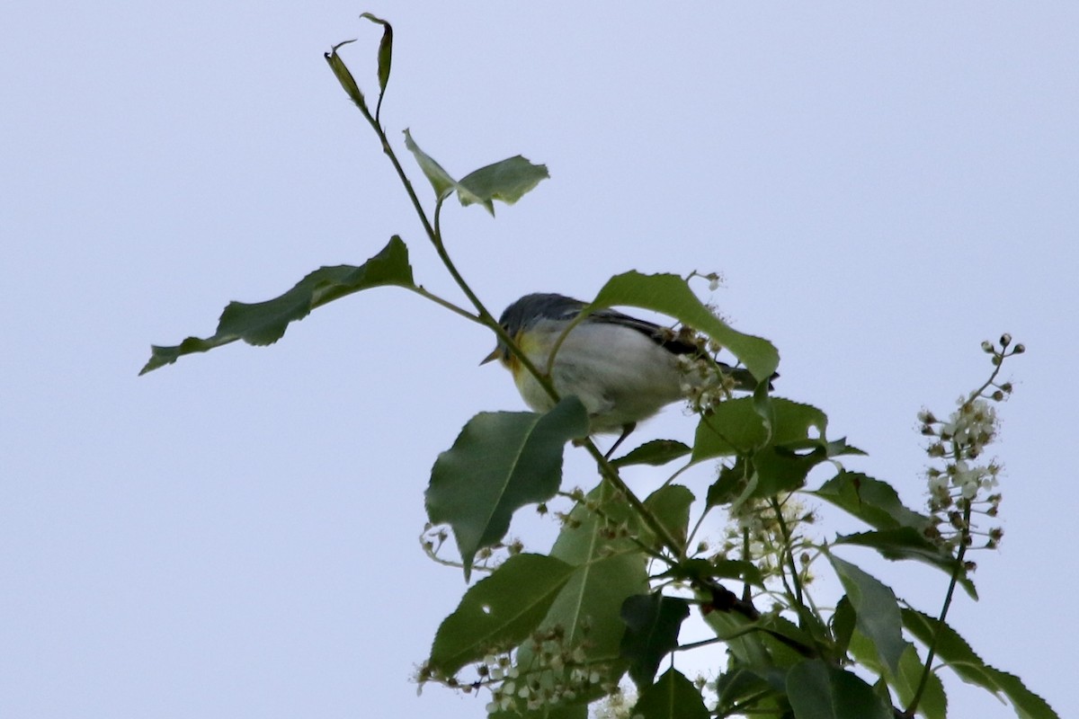Northern Parula - Andy M