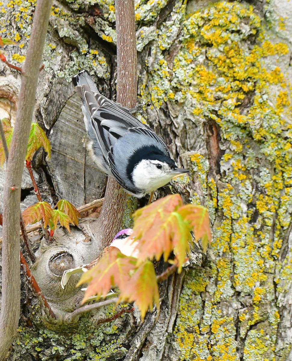 White-breasted Nuthatch - ML618845276