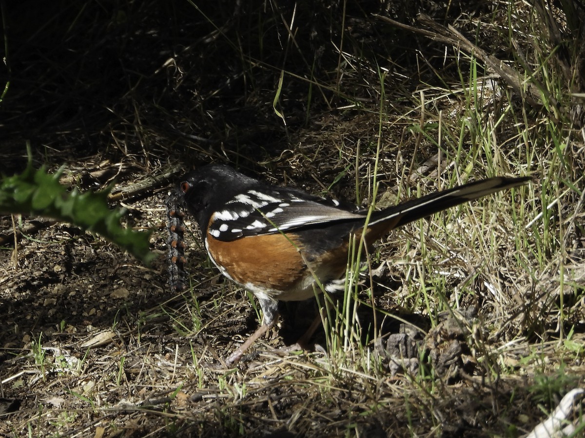 Spotted Towhee - Cynthia Howland-Hodson