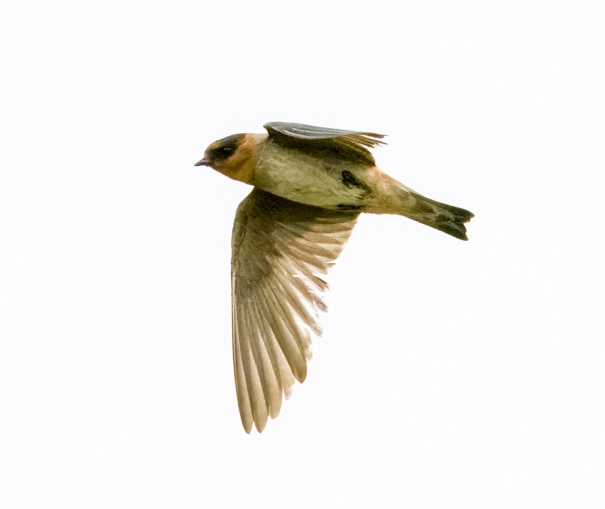 Cave Swallow - ML618845341