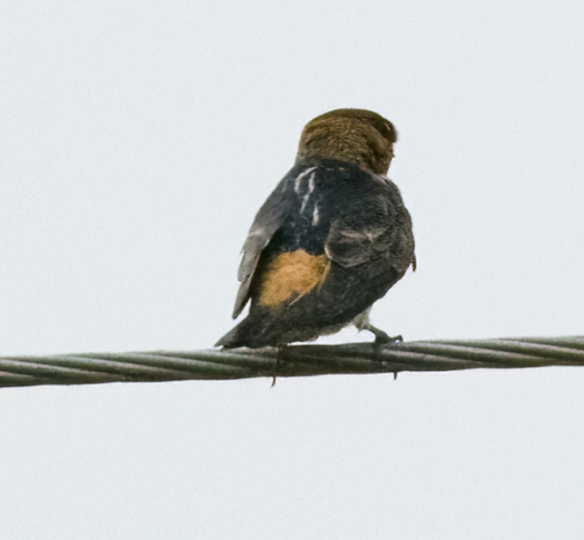 Cave Swallow - ML618845342