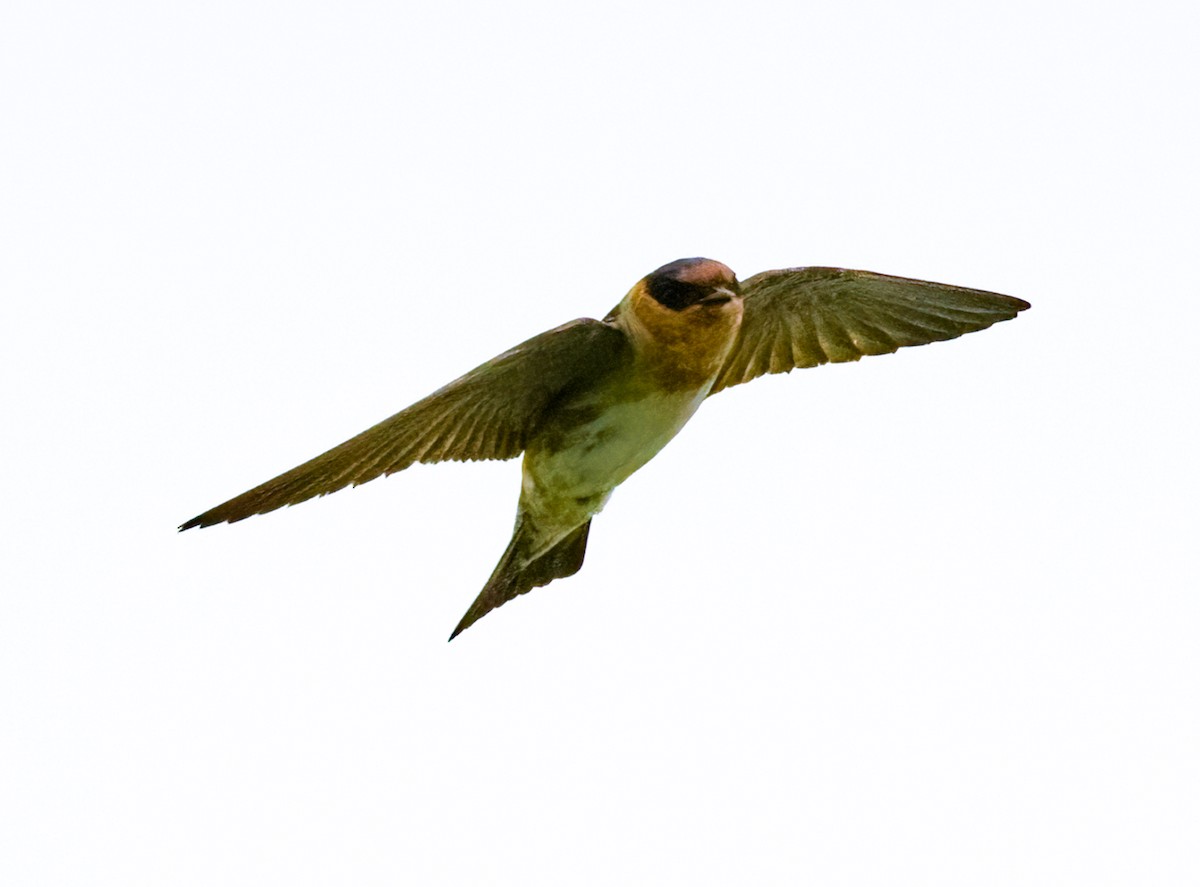 Cave Swallow - ML618845343