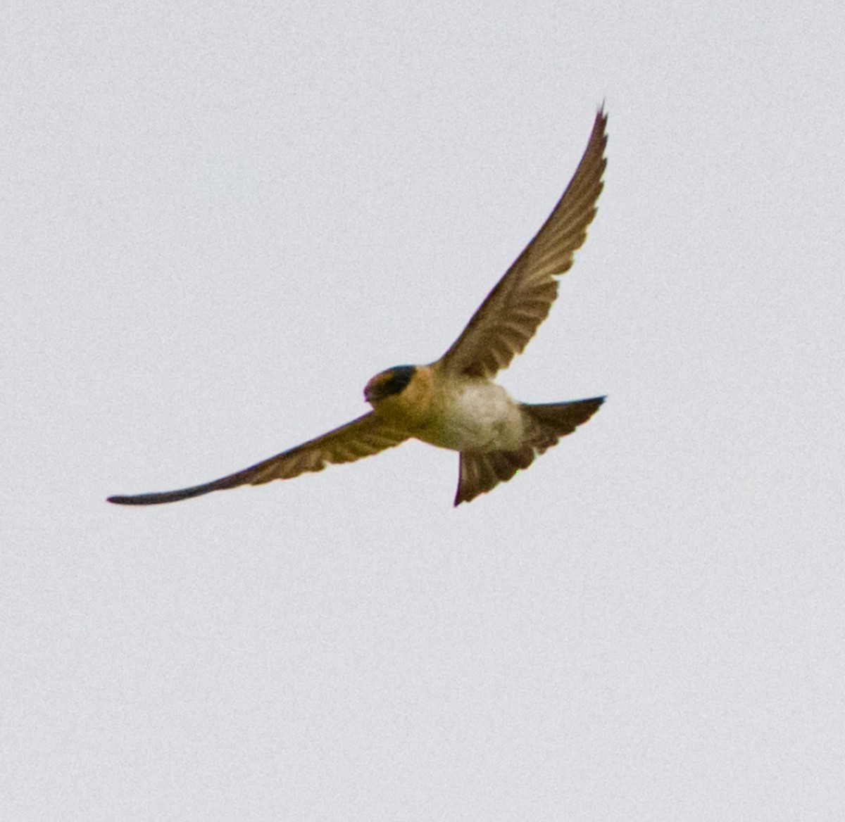 Cave Swallow - ML618845344