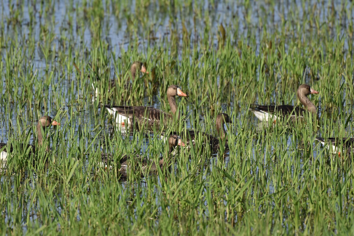 Greater White-fronted Goose - Bill Tweit