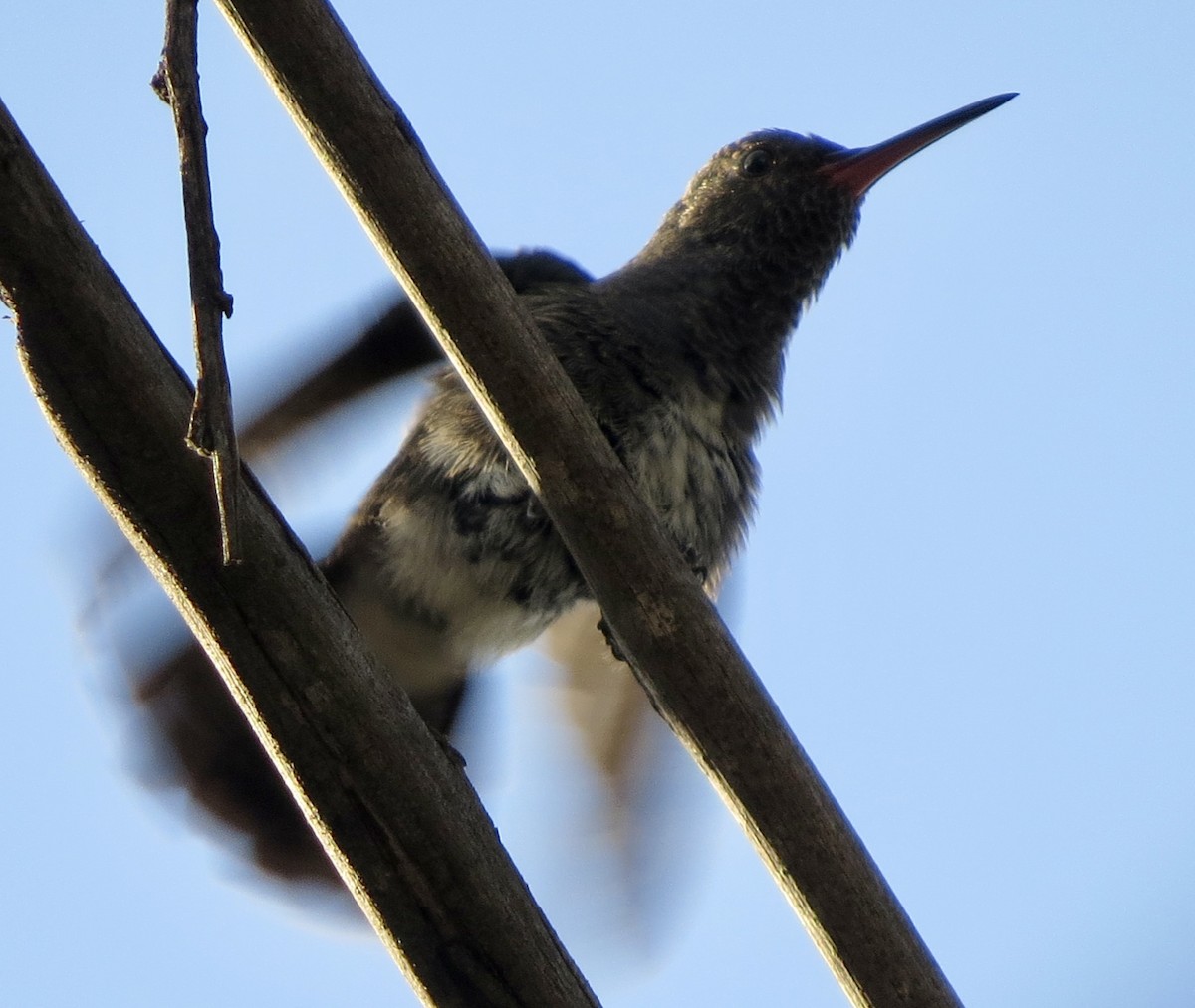 kolibřík safírový - ML618845400