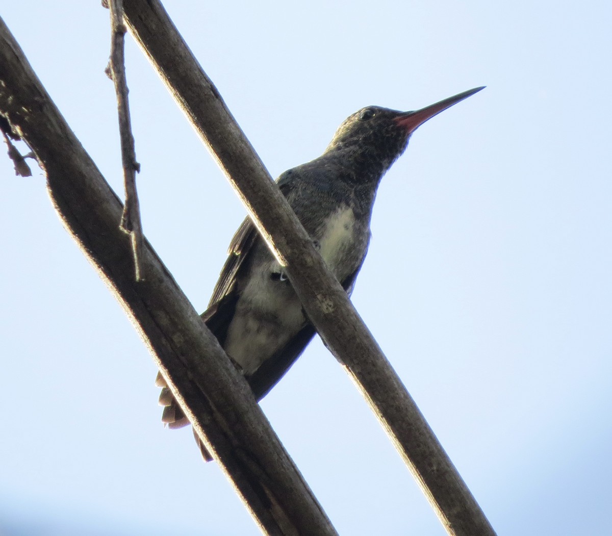 kolibřík safírový - ML618845401