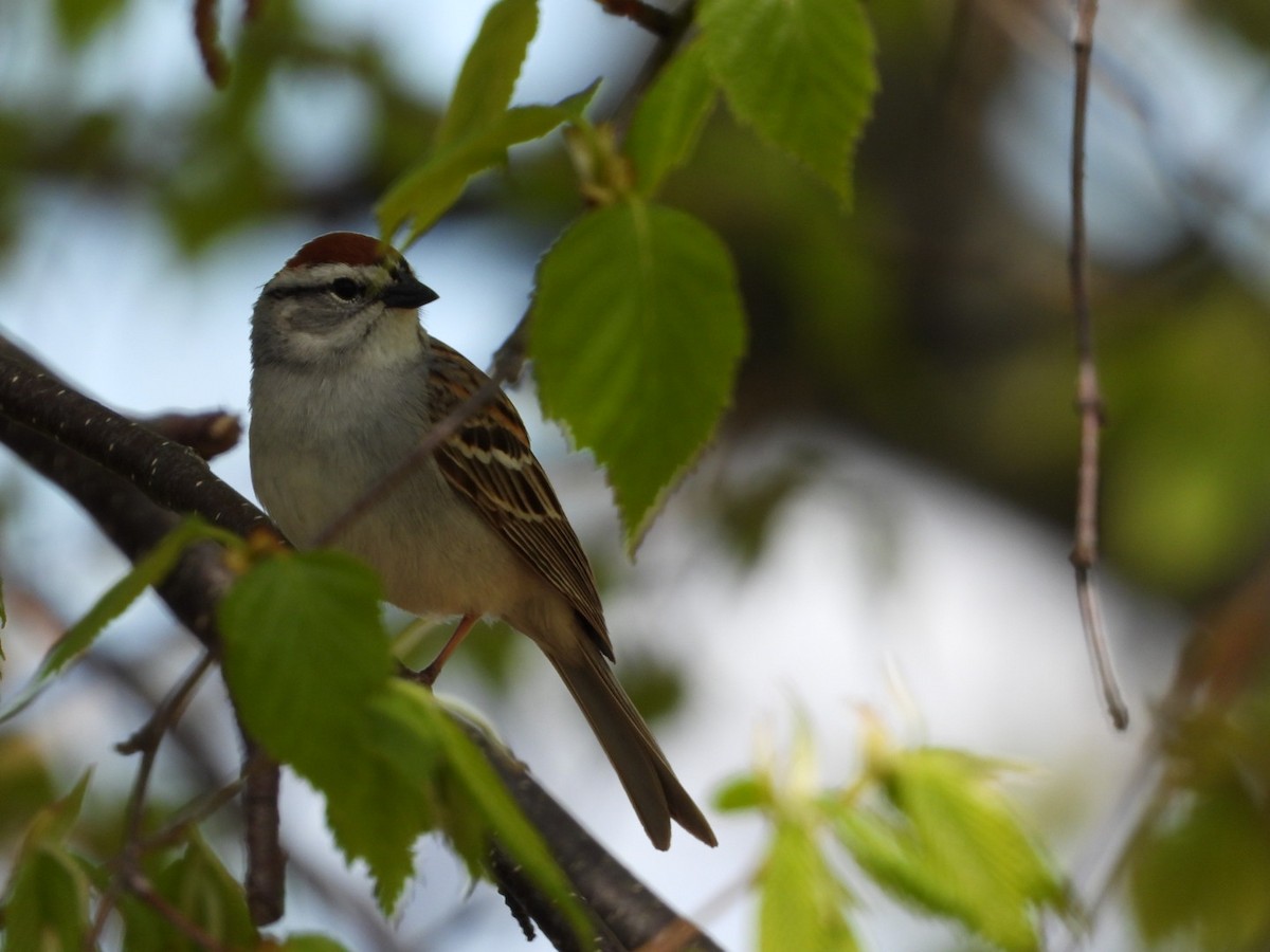 Chipping Sparrow - ML618845416