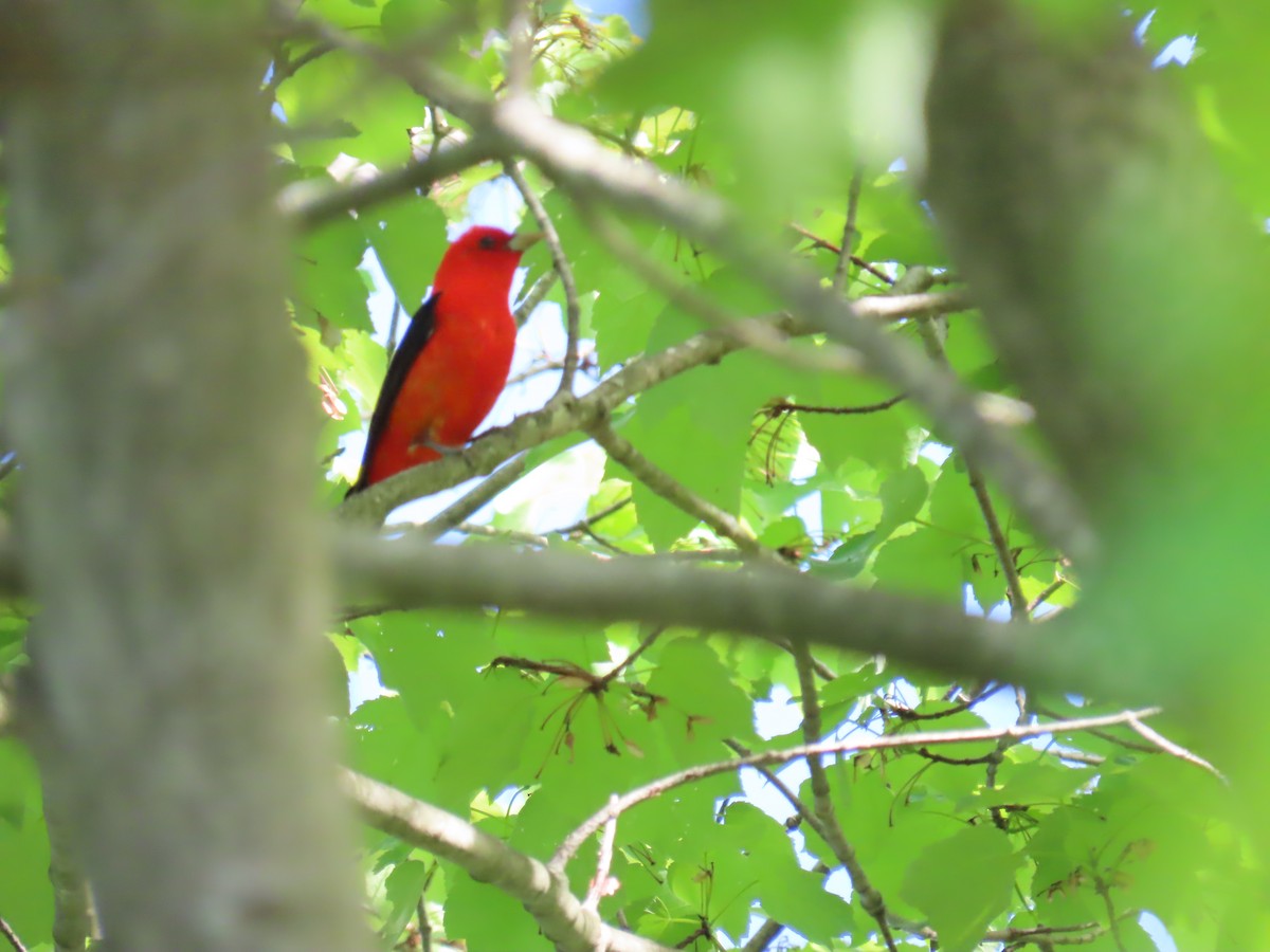 Scarlet Tanager - ML618845461