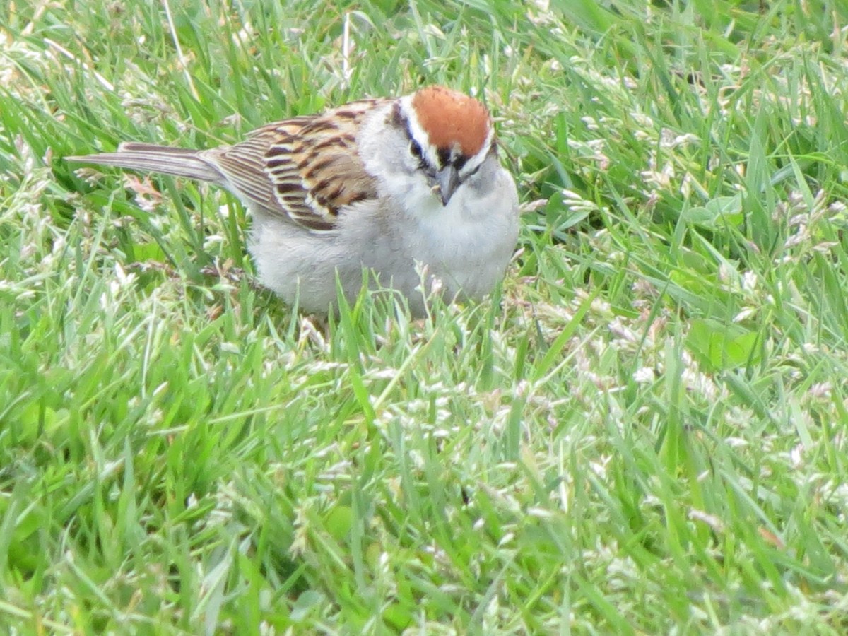 Chipping Sparrow - Luis Mendes