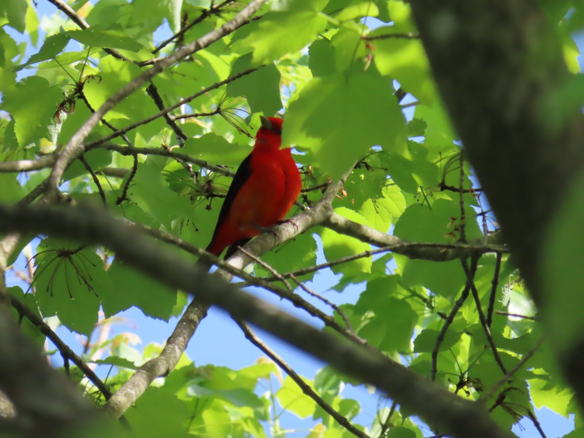 Scarlet Tanager - ML618845468
