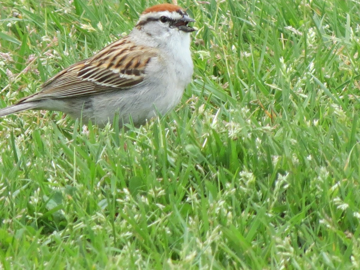 Chipping Sparrow - ML618845469