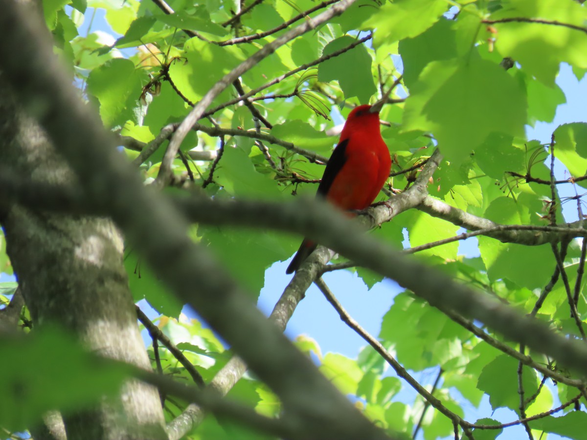 Scarlet Tanager - ML618845471