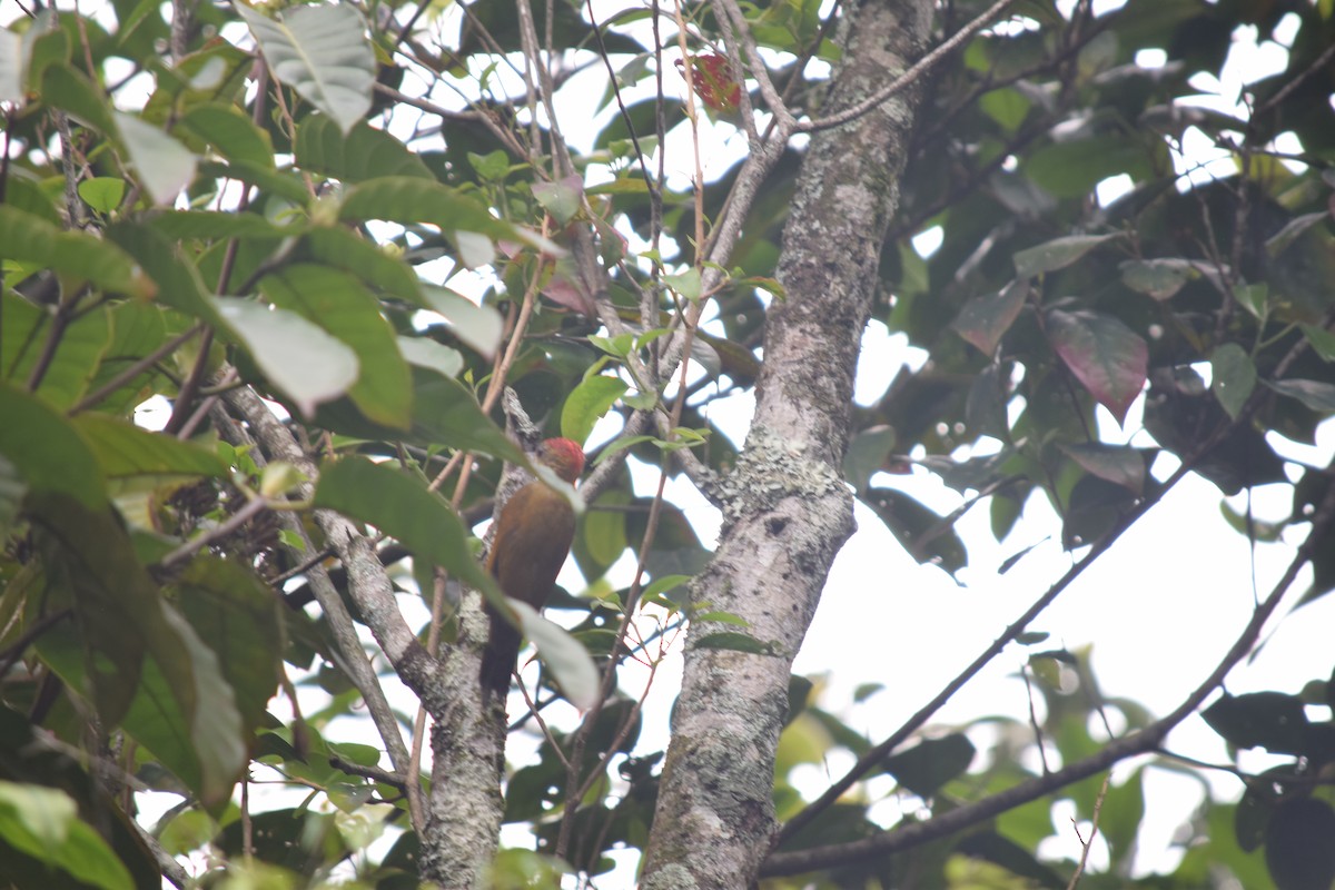 Red-stained Woodpecker - ML618845484