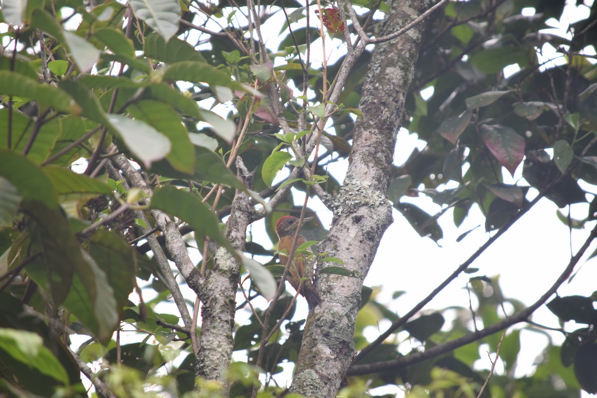 Red-stained Woodpecker - ML618845485