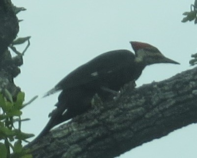Pileated Woodpecker - ML618845505
