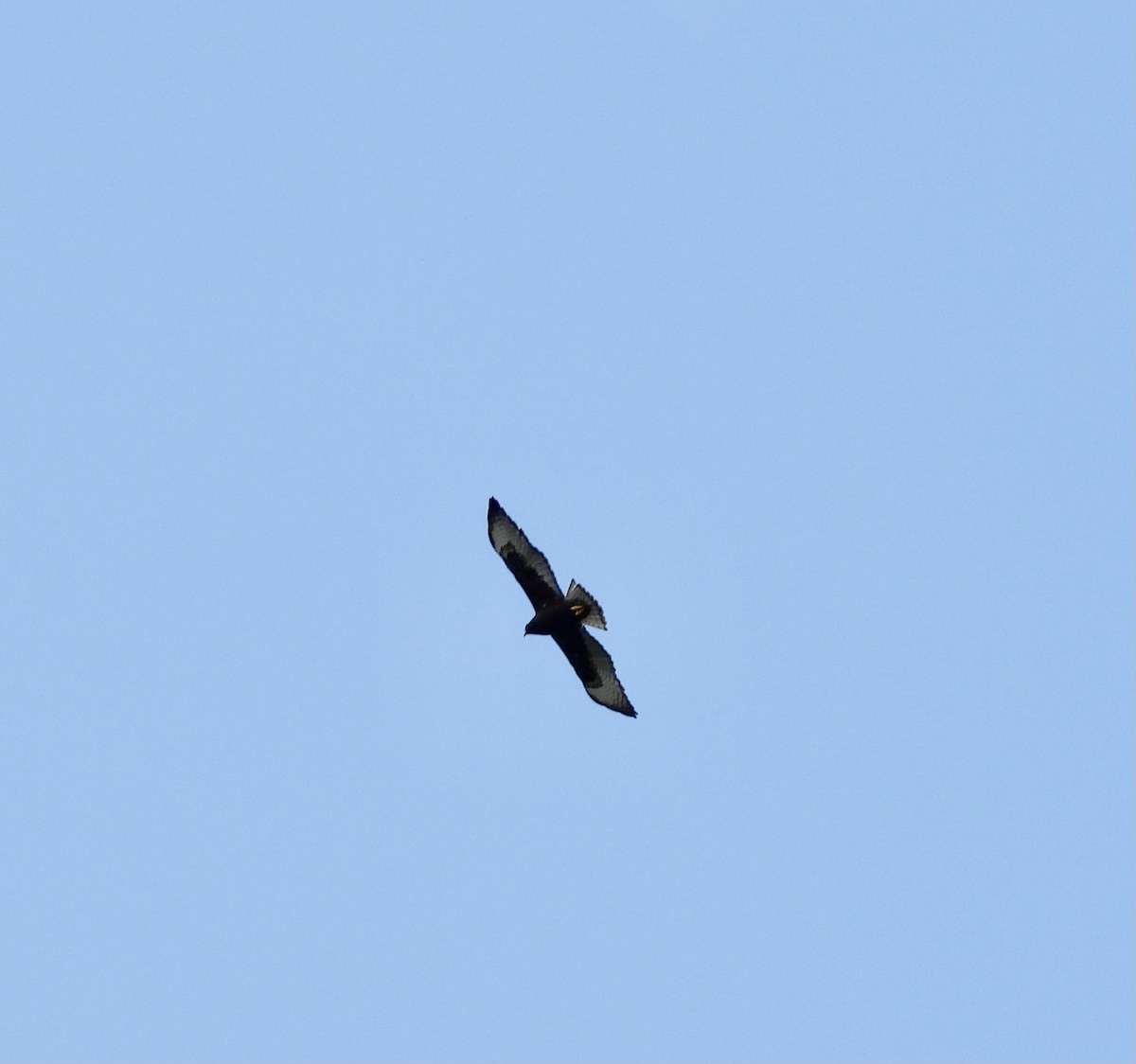 Short-tailed Hawk - ML618845508