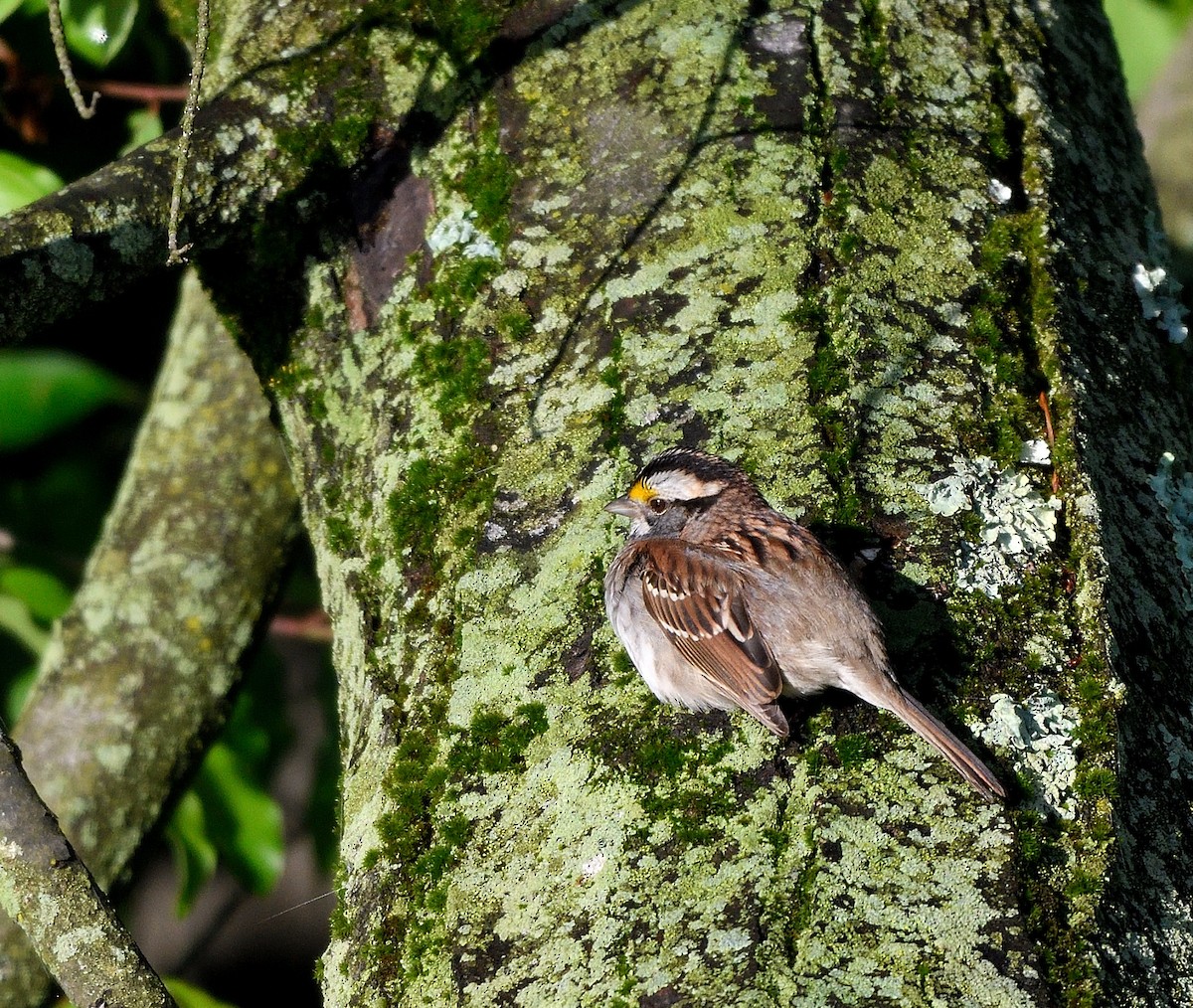 White-throated Sparrow - ML618845518