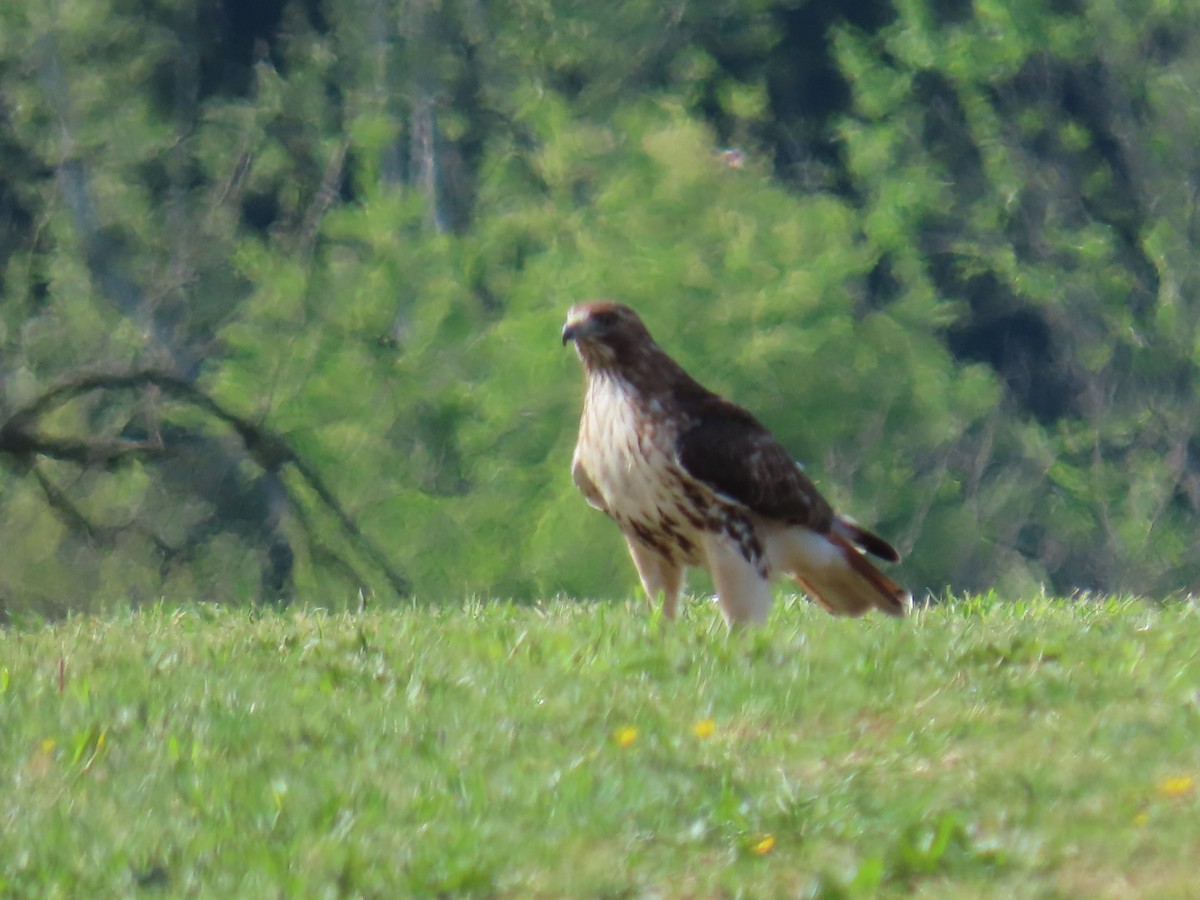Red-tailed Hawk - ML618845579
