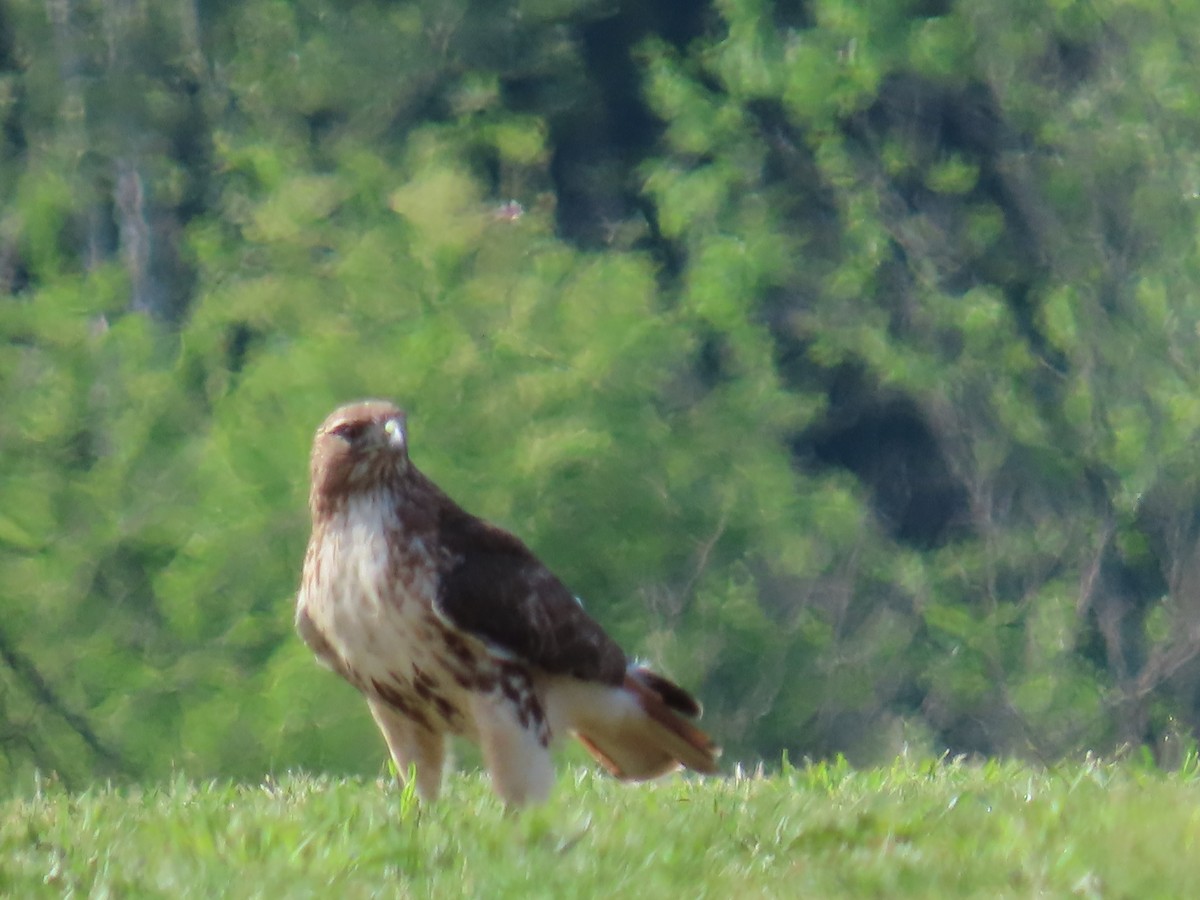Red-tailed Hawk - ML618845585