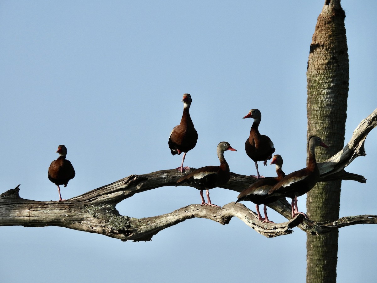 Black-bellied Whistling-Duck - Kathy Rigling