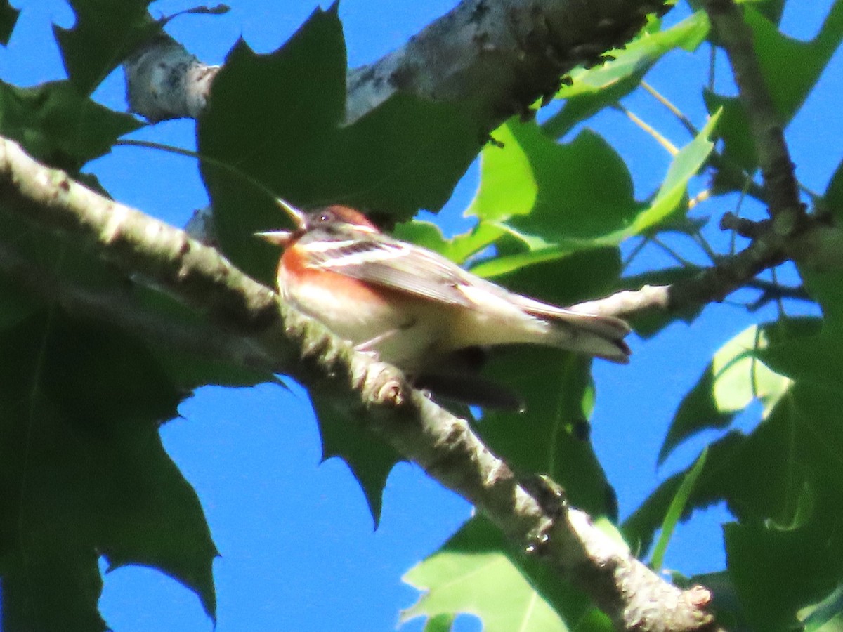 Bay-breasted Warbler - ML618845597