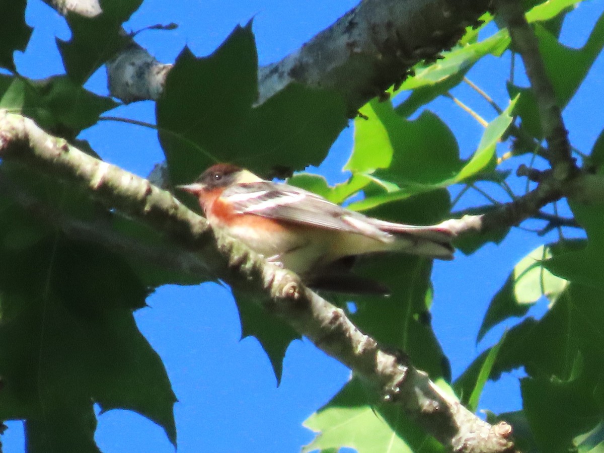 Bay-breasted Warbler - ML618845599