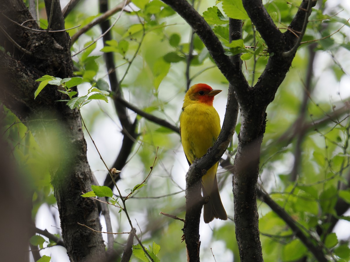 Western Tanager - ML618845604