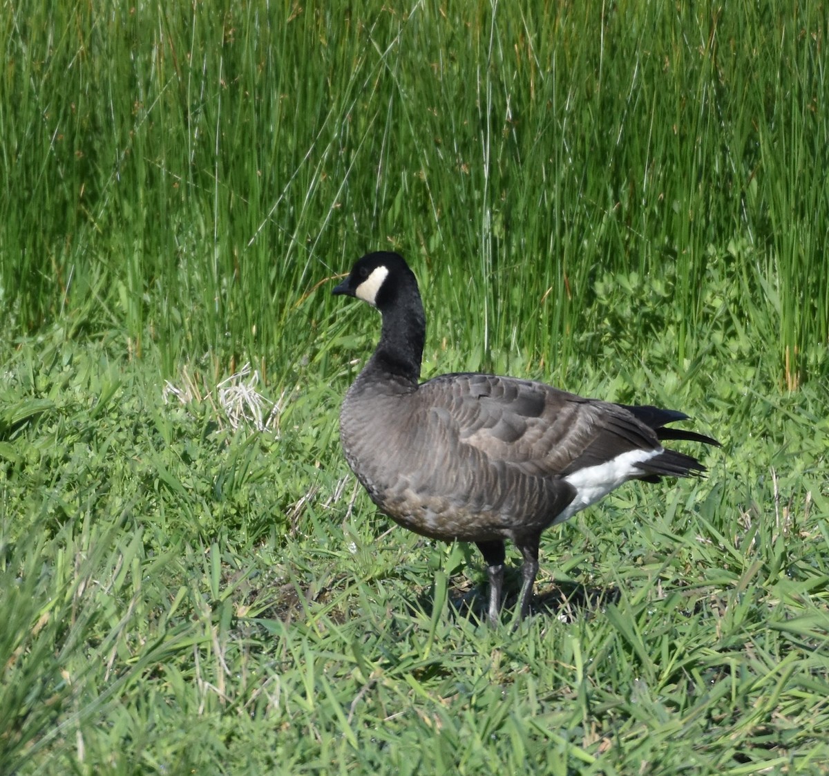 Cackling Goose (minima) - Bill Tweit