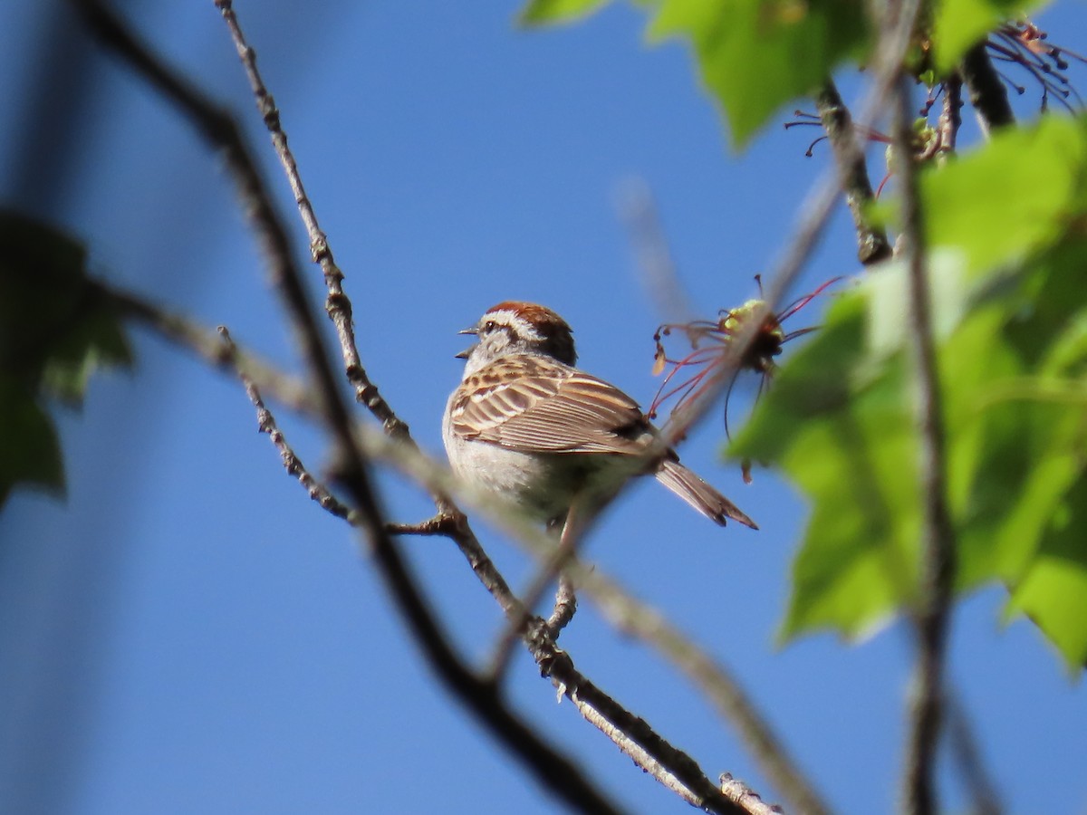 Chipping Sparrow - ML618845651