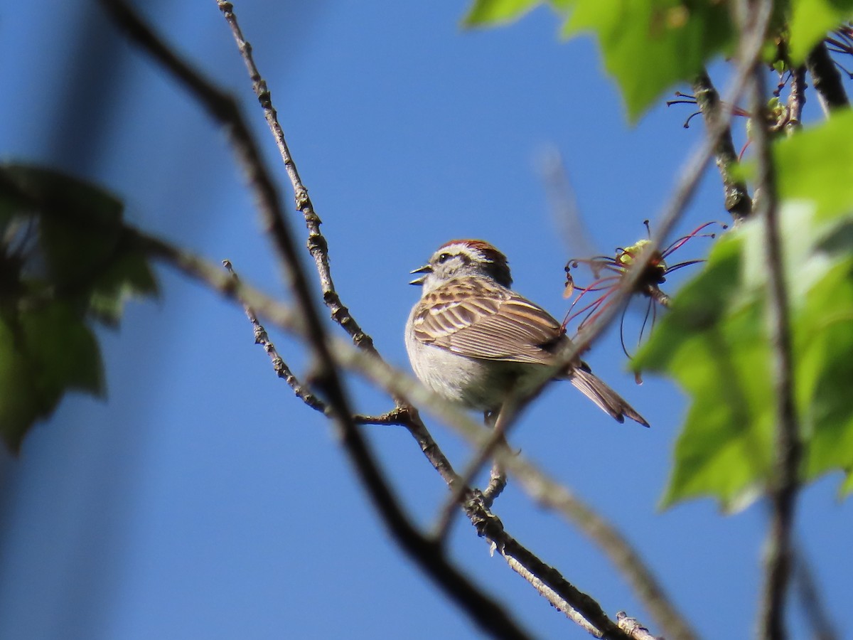 Chipping Sparrow - Elizabeth Ferber