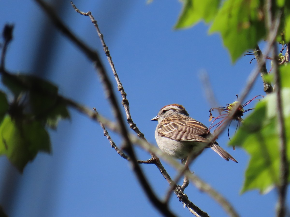 Chipping Sparrow - ML618845666