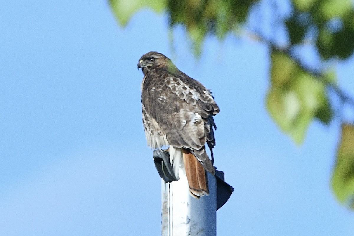 Red-tailed Hawk - ML618845672