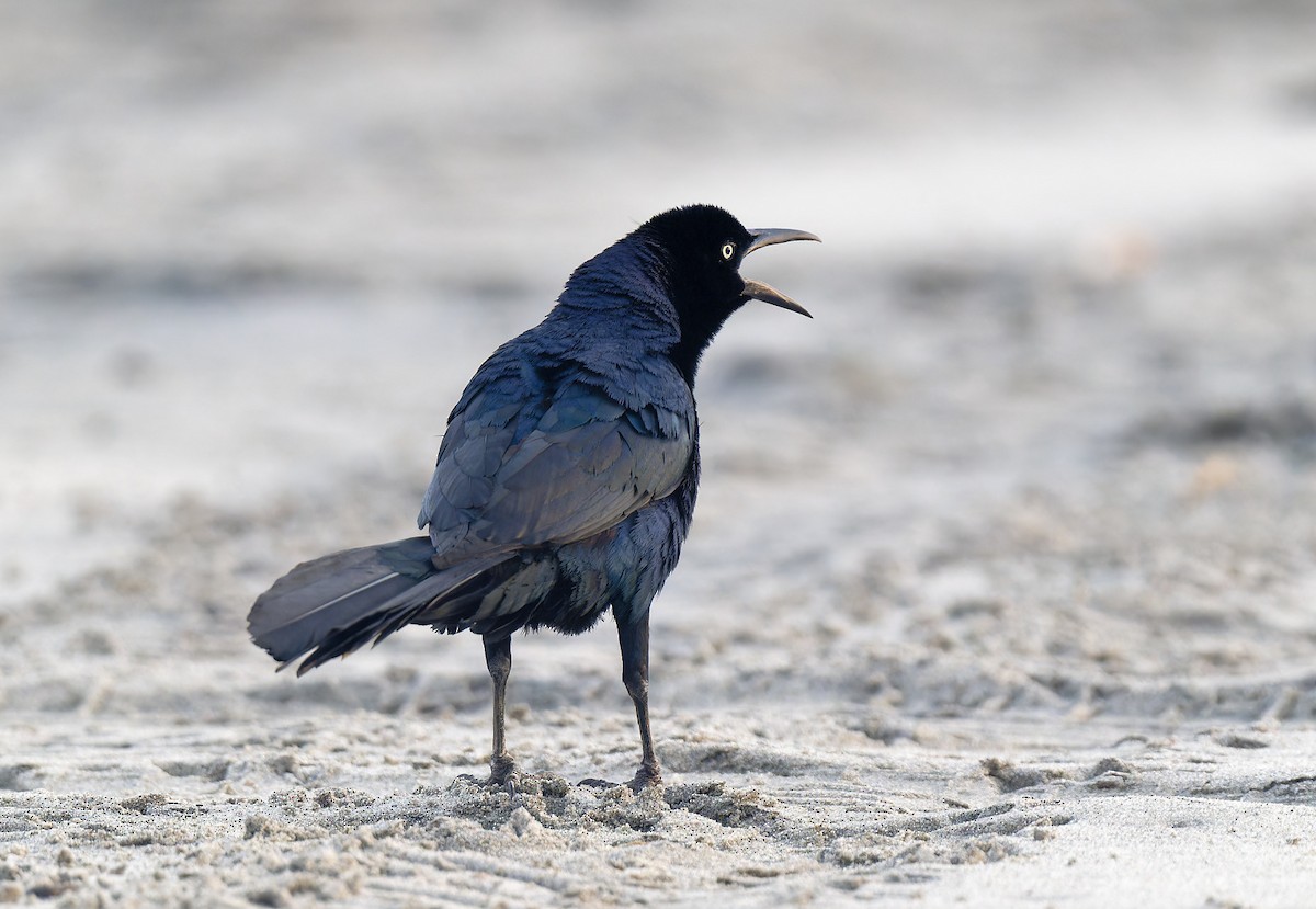 Great-tailed Grackle - Zbigniew Wnuk