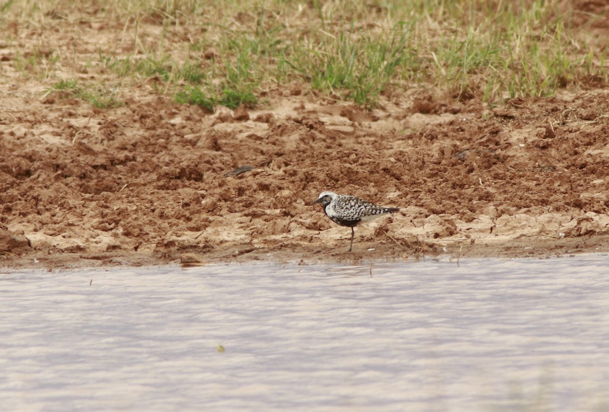 Black-bellied Plover - Scotty Lofland