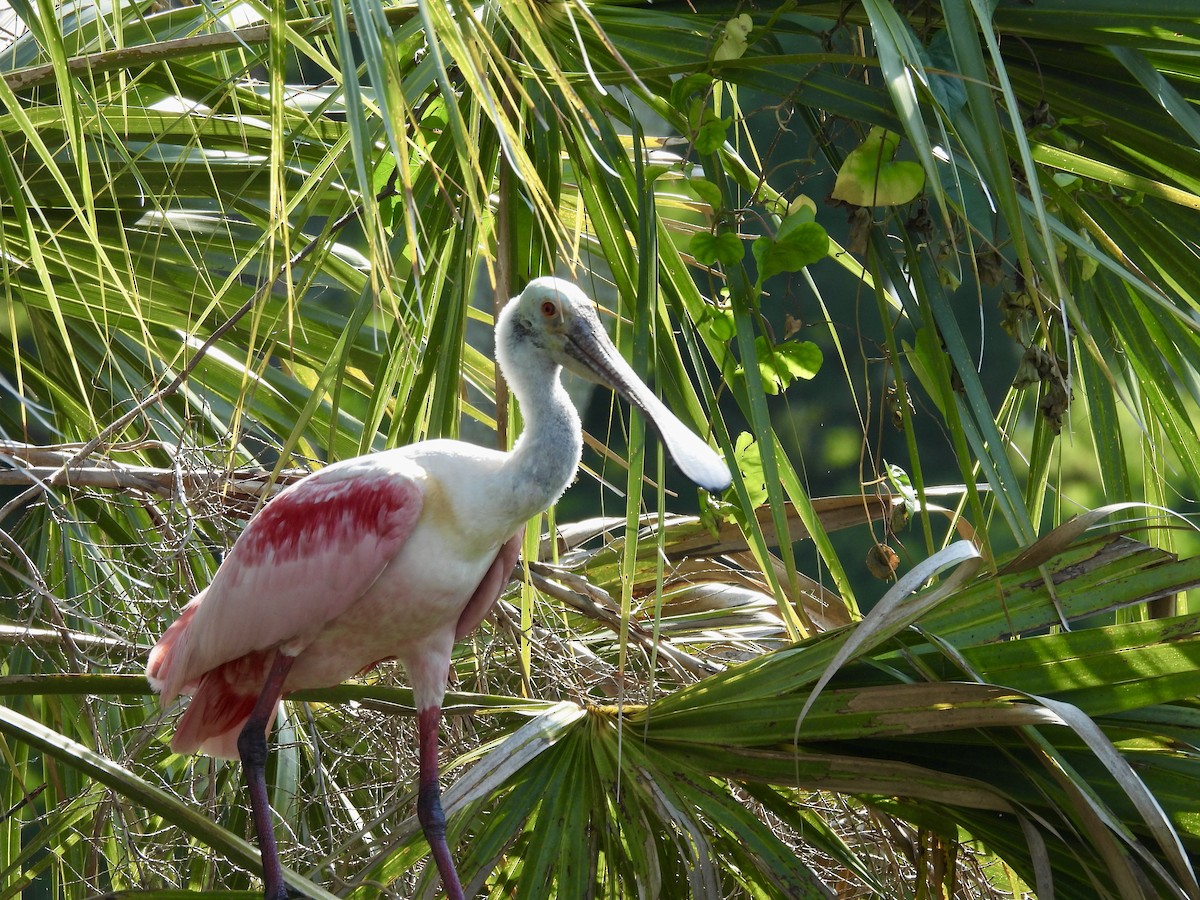 Roseate Spoonbill - Kathy Rigling
