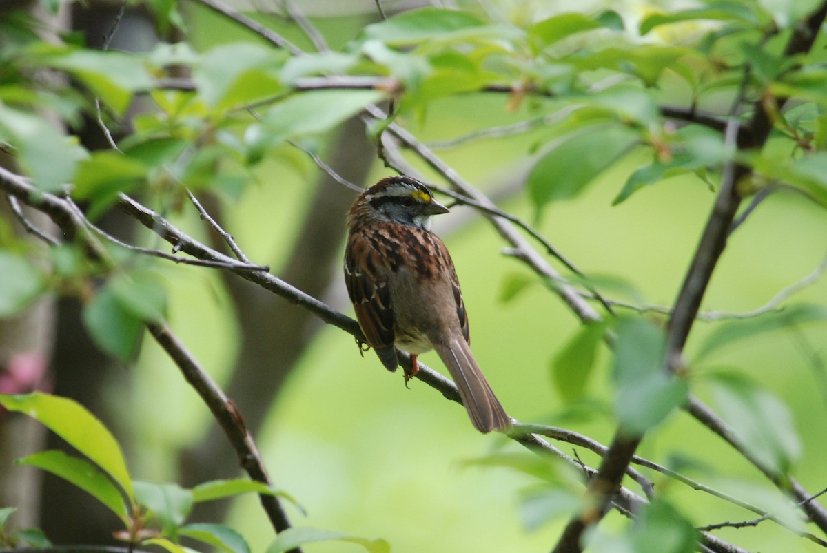 White-throated Sparrow - Sebastian Martinson