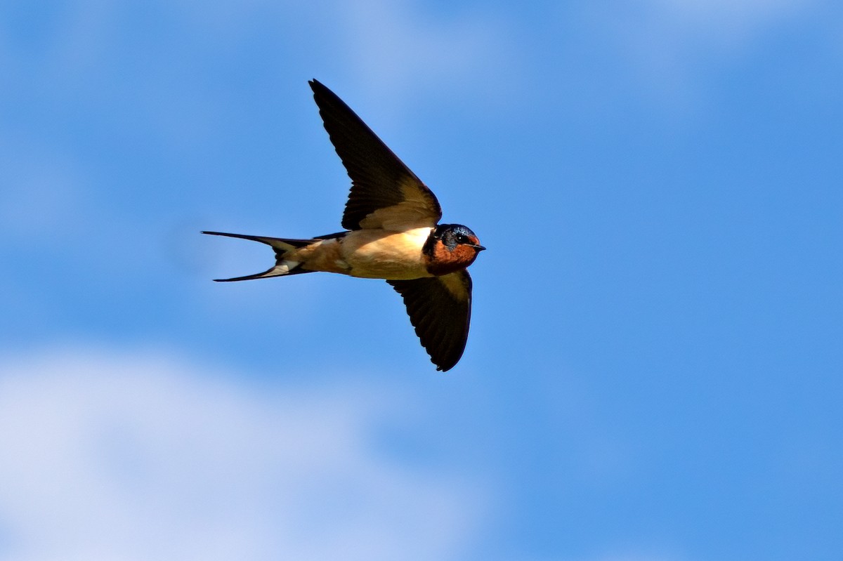 Barn Swallow - Marie-Josee D'Amour