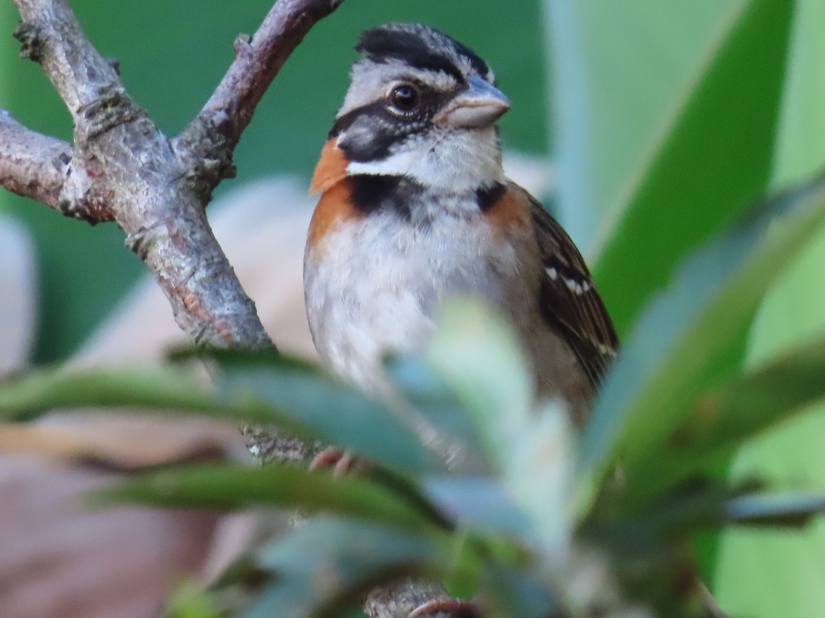 Rufous-collared Sparrow - Gloria  Oñate Florez