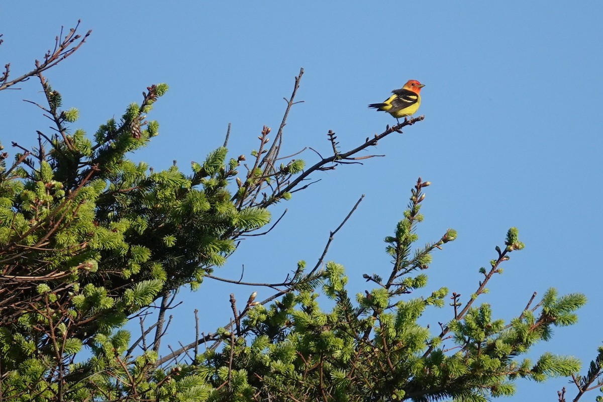 Western Tanager - ML618845836