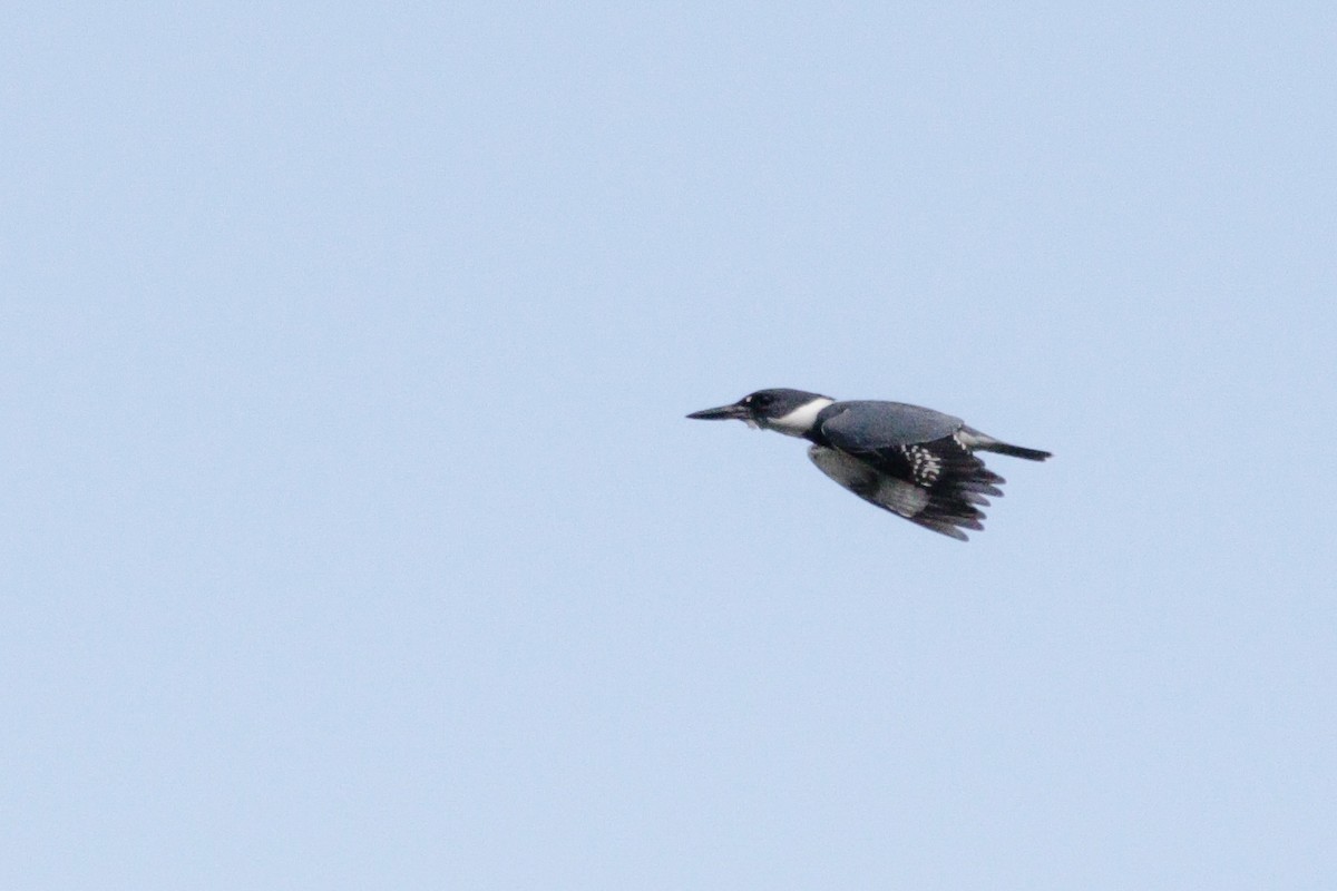 Belted Kingfisher - ML618845885